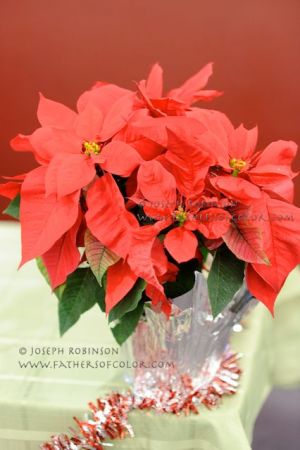 OHA Holiday Splendor 45.jpg